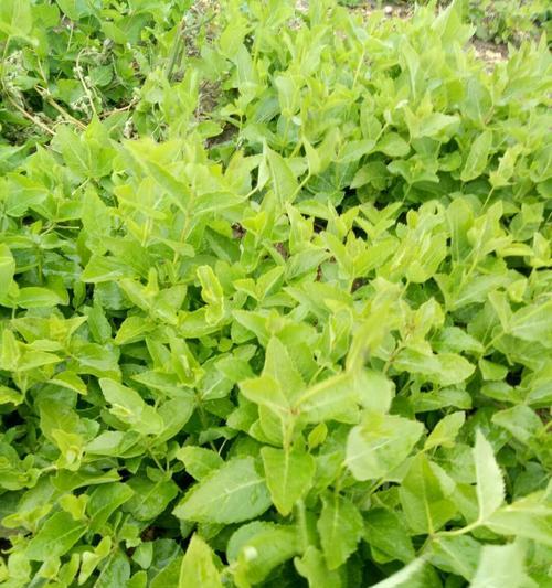 白鲜皮种子冰柜催芽方法（利用冰柜低温环境催发白鲜皮种子生长）