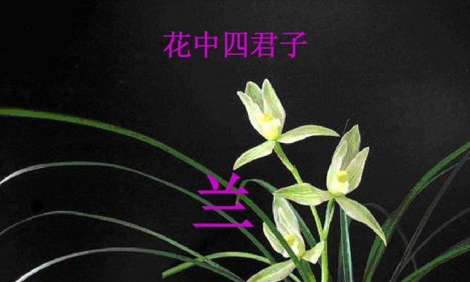 四君子之美——梅兰竹菊的花中雅士（以花中四君子为主题的雅士之美）