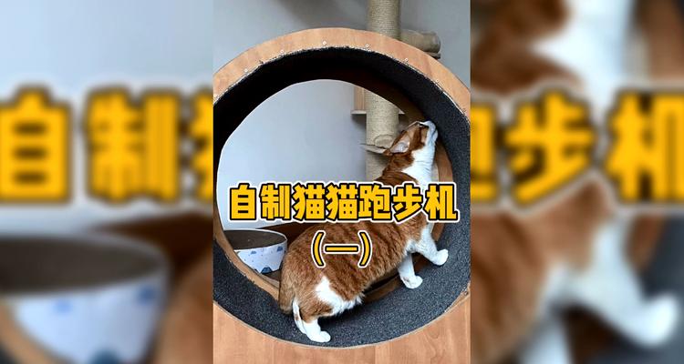 猫跑步机脱轨问题的解决方法（如何确保猫的安全和跑步机的正常运行）