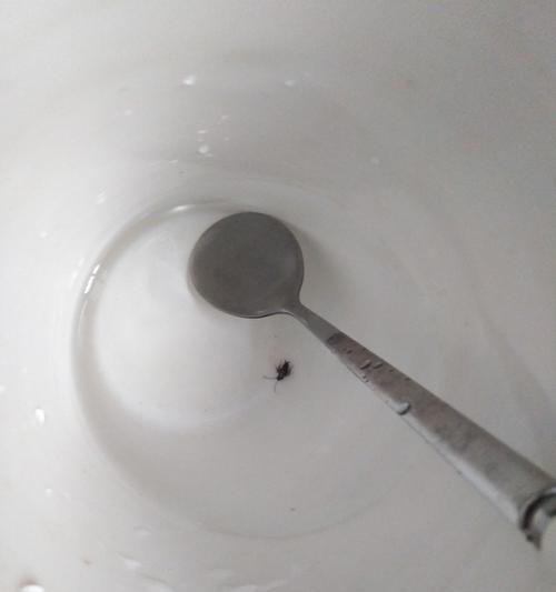 复印机进蟑螂了怎么办？有效处理方法有哪些？
