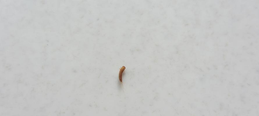 油烟机上出现虫子（了解虫子在油烟机上出现的原因及如何有效处理问题）